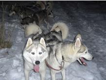 /all-animal-experiences/